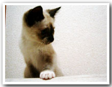 cats