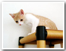 cats