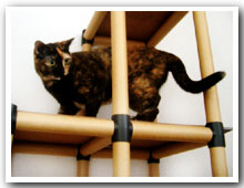 cats