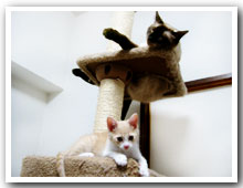 cats