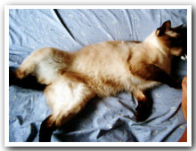 cats