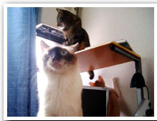 cats