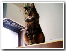 cats