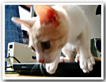 cats