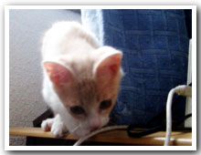 cats