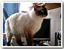 cats