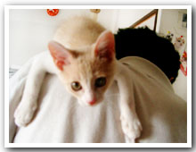 cats