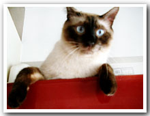 cats