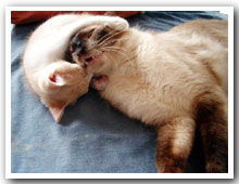 cats