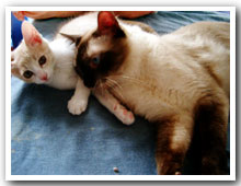 cats
