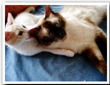 cats