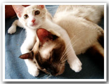 cats