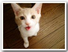 cats