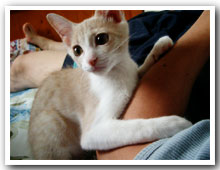 cats