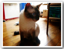 cats