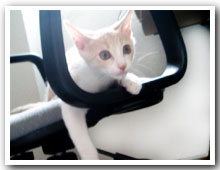 cats