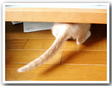 cats