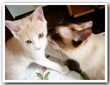 cats