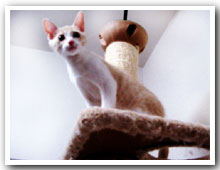cats