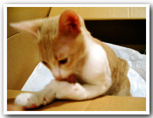 cats