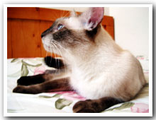 cats