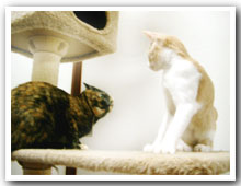 cats