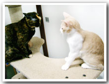 cats
