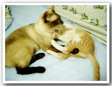 cats