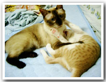 cats