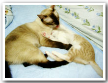 cats