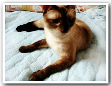 cats