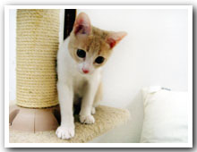 cats