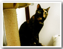 cats