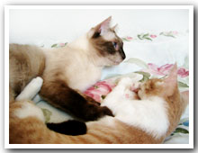 cats
