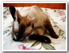 cats
