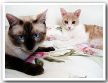 cats