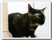 cats
