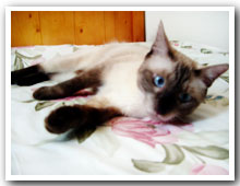 cats