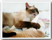 cats