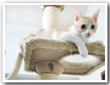 cats