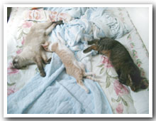 cats