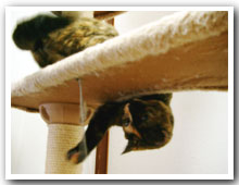 cats