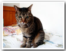 cats