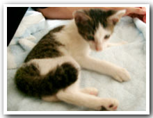 cats