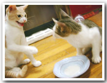 cats