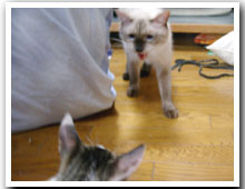 cats