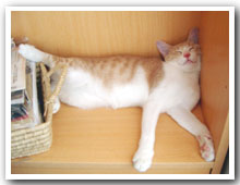 cats