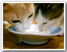 cats