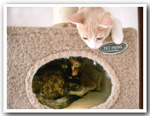 cats
