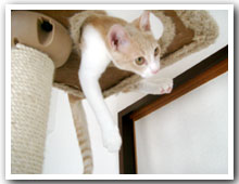 cats
